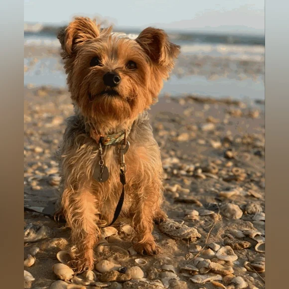 ⭐️SHOW NOTIFICATION-Like to be Notified⭐️ - Picture 8 of 17